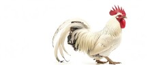 White Rooster, Isolated On A White Background