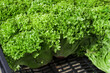 lettuce bushes in a box at the local market. a harvest of curly lettuce. selective focus.