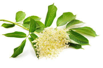 Sticker - White elder flower.