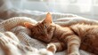 cat, sleep relaxed on soft light plaid
