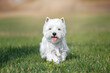 © Кристина Чижмар - Westie. West Highland White terrier lying on the grass. Portrait of a white dog.
