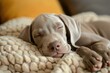 A tired Weimaraner puppy sleeps on a soft bed indoors.
