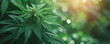 © Oleksandr - plants, medicinal herbs, hemp leaves,