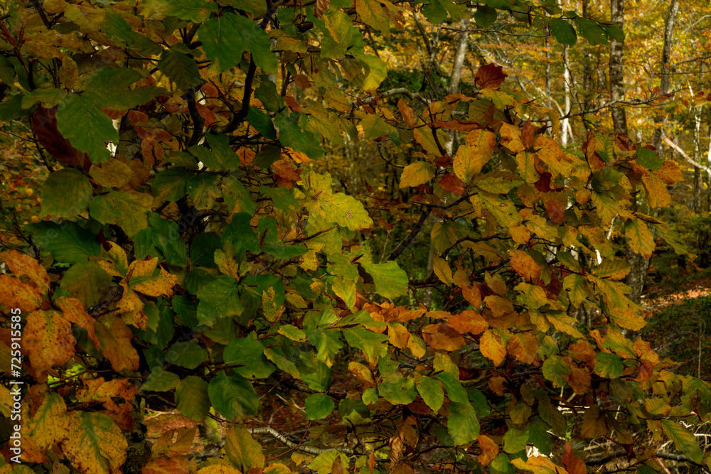 Beautiful beech forest with multicolored leaves in autumn.Mount Gorbea.Basque Country. Spain. Gorbea Natural Park. Natura 2000 Network