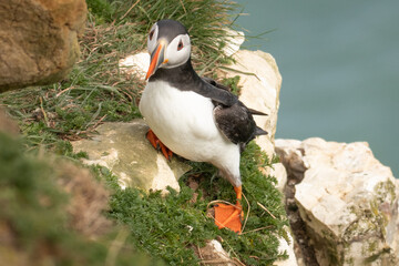 Poster - puffins on the cliff