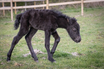 Wall Mural - pony and foal