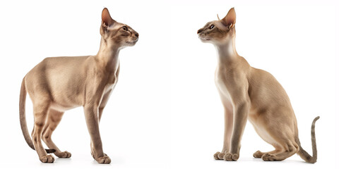 Sticker - Oriental Shorthair Cat