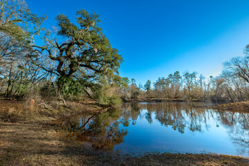 Wall Mural - Big Oak Trail after Hurricane Idalia, Suwannee River State Park, Florida