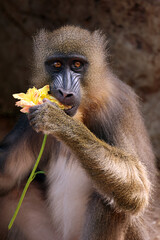 Wall Mural - A mandrill (Mandrillus sphinx) portrait