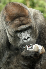 Wall Mural - gorilla portrait in nature