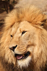 Wall Mural - Lion (Panthera Leo) close up view