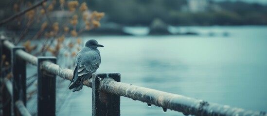 Wall Mural - Bird resting on a fence near the water