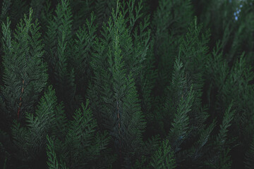 Sticker - Dark toned of green leaves in garden, Chamaecyparis lawsoniana, Port Orford cedar or Lawson cypress is a species of conifer in the genus Chamaecyparis, Family Cupressaceae, Nature greenery background.