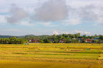 Wall Mural - Agriculture concept, Landscape view of yellow golden rice with mountains and small village, The ears of paddy in the rice field with soft sunlight in morning, Countryside farm in northern, Thailand.