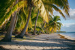 Palm Trees Grace Tropical Island Beach