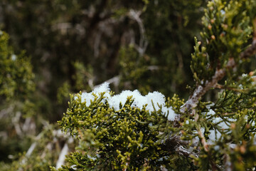 Canvas Print - Snow on juniper branch in Texas nature closeup during winter season outdoors.