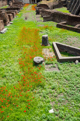 Poster - Ruins of Ludus Magnus - Rome - Italy