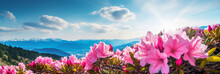 A Beautiful View From A Height Of A Mountain Landscape With Fog And Forest With A Blooming Pink Azalea In The Foreground, A Place For Text.	