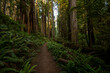 Ferns Line Bend in Trail Through Redwood Forest