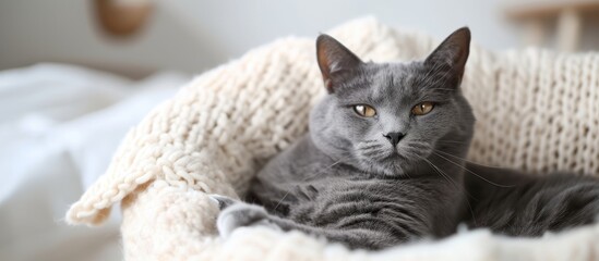 Poster - High quality photo of a funny pet, a cute grey cat, sitting in a white bed against a cozy home background.