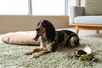 Sticker - Naughty cocker spaniel with broken flowerpot on green carpet at home