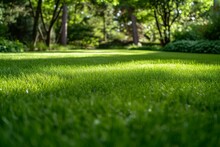 Lawn With Cut Grass. Background With Selective Focus And Copy Space