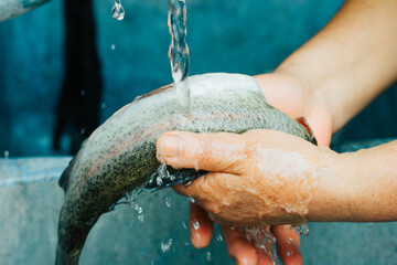 Photograph of hands washing trout for cooking.