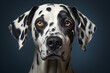 © photosaint - Portrait of a Dalmatian dog against a dark background. nature and pets