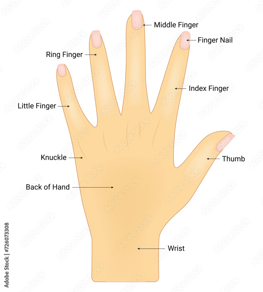 Full Hand Names Human Hand Anatomy Science Design Vector Illustration Diagram Stock ...