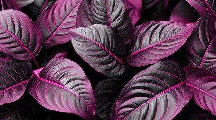 Poster - Viva Magenta beautiful view of big leaves in monochrome color.