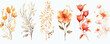 Set of Watercolor floral orange flowers elements collections on white background, illustrations for weddings, invitation cards, greetings, wallpapers, backgrounds, wrappers