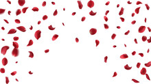 Falling Red Rose Petals Isolated On White Background. Vector Illustration With Beauty Roses Petal. Valentine's Day