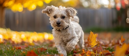 Canvas Print - A small dog of mixed breed frolics with a fall leaf in the yard.