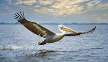 Pelican Flying Over The Ocean