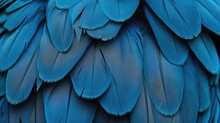 Blue Hawk Feathers With Visible Detail Texture Background