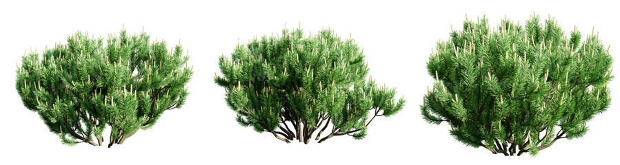 Poster - mountain pine isolate transparent background.3d rendering png