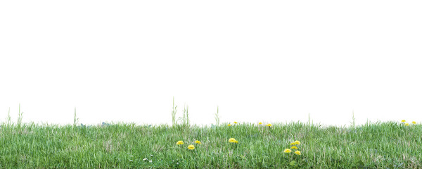 Wall Mural - Green grass isolate transparent background.3d rendering PNG