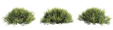 Salix purpurea nana,Realistic flowery shrub row foreground cutout isolate transparent background.3d rendering PNG