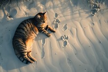  Cat Lying In A Shaded Spot On The Beach, With Paw Prints Leading Up To Where It Rests. Aerial View Of The Cat And Paw Prints