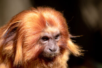 Wall Mural - the golden lion tamarin South America primates with a magnificent reddish-gold coat and a long, backswept mane.