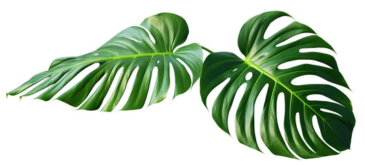 Wall Mural - Tropical monstera leaves, cut out