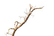 © pornsawan - Dead tree isolated on white background, Dead branches of a tree, Dry tree branch, Part of single old and dead tree on white background.