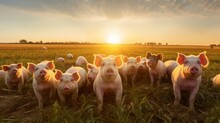 Little Pink Piglets Graze On A Rural Pig Farm Field At Sunset. Meat Production, Animal Husbandry And Agriculture Concepts.