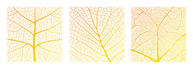leaf vein texture abstract background with close up plant leaf cells ornament texture pattern. orang