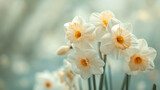 Fototapeta Kwiaty - White Orange Daffodils