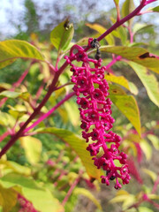 Wall Mural - American Pokeweed plant, Phytolacca Americana, close up