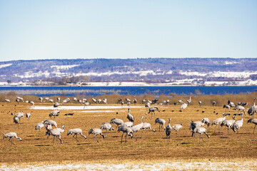 Poster - Lot of Cranes at a field by lake Hornborgasjön in Sweden at spring