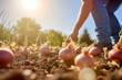 person inspecting onion bulbs in a sunny field