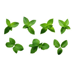 TOP VIEW Collection of fresh mint leaves cut out in line photorealistic high quality isolated on white background, transparent background