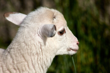 Wall Mural - Closeup head of a young white lamb